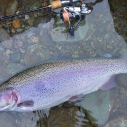 雨の天竜川ルアーフライテンカラ専用区